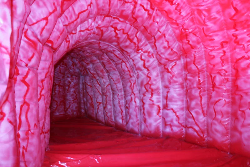 Inside a walk-through inflatable digestive system exhibit